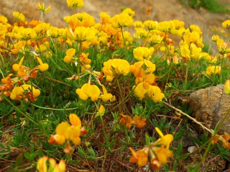 Close up of the yellow coastal wildflowers.