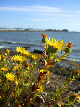 Close up of the yellow coastal wildflowers.