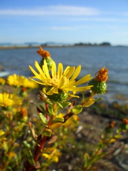 Close up of the yellow coastal wildflowers.