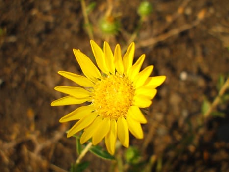 Close up of a yellow daisy flower.