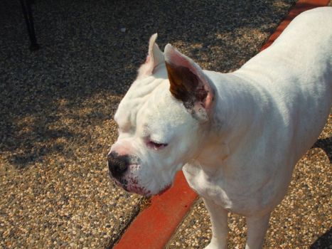 Close up of a white boxer dog.