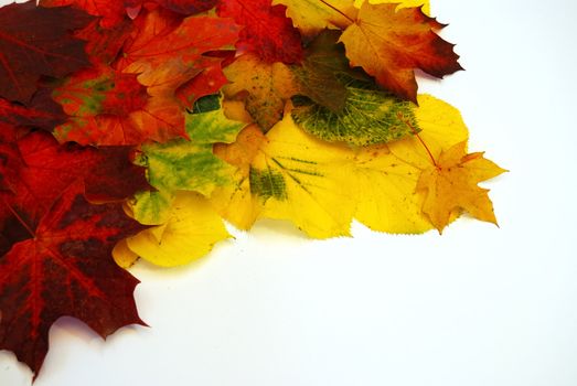 Colored fall leaves on isolated white background