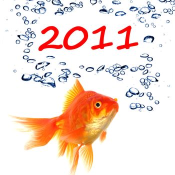 new year 2011 concept with goldfish and water bubbles