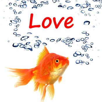 love or romance concept with goldfish on white background