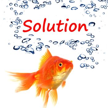 solution word and goldfish showing business problem or success concept