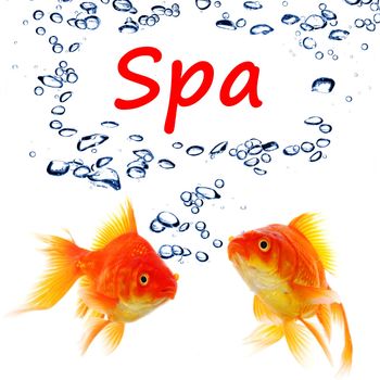 spa concept with goldfish and water bubbles on white background