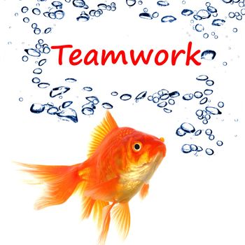 teamwork or team concept with word and goldfish on white