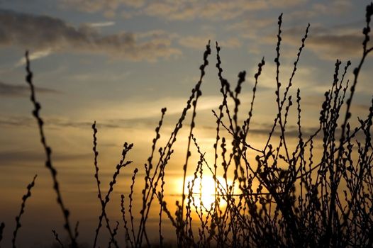 Lower Silesia in Poland, picturesque sunset with catkins on first plan. 