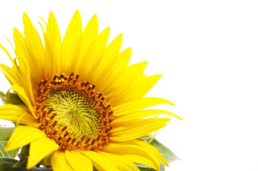 yellow sunflower isolated on white background showing summer concept