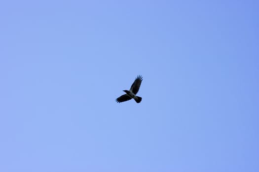 The bird soars highly in the blue clear sky