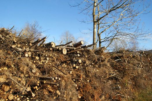 Dry, stacked wood from harvesting to produce power and energy, with a tree and blue sky. Photographed in Salo, Finland October 17, 2010.