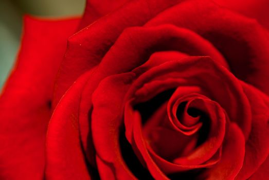 A close up of a red rose, horizontal view, soft focus.