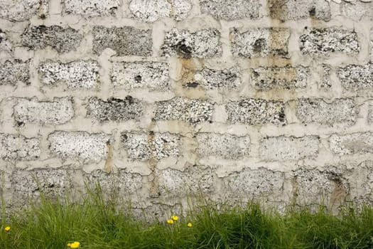 Photo of a grass against a brick wall