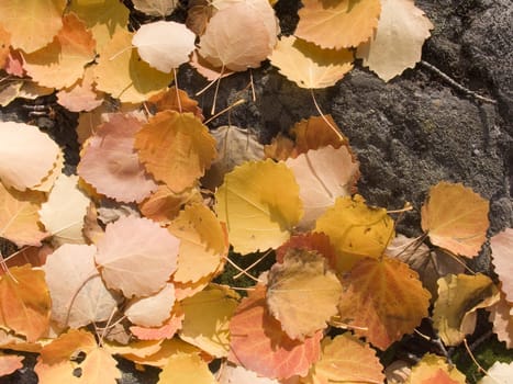 Photo of the autumn leaves scattered set