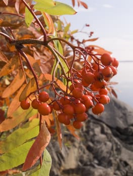 Photo of berries of a mountain ash against a landscape
