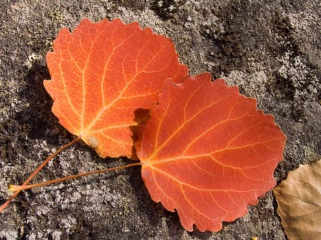 Photo of autumn leaves on a natural background