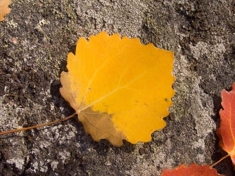 Photo of colour autumn leaves on a natural background