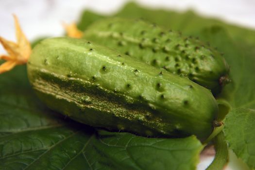Photo of two cucumbers lying on leaves