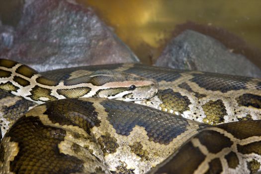 Photo of the big snake against stones