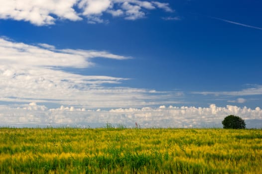 Yellow blooms in the meadow in the summer noon