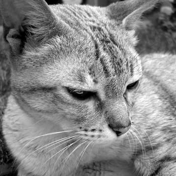 Domestic house cat in black and white
