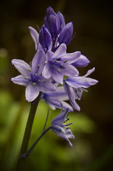 A bluebell coming into flower as summer approaches