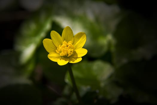 Beautiful small yellow flower of the buttercup family