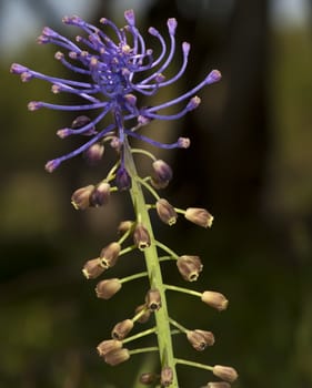 The Tassel Grape Hyacinth is a very common sight in Malta during spring