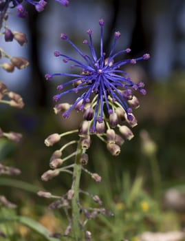 The tassel grape hyacinth is a very common sight in Malta during spring