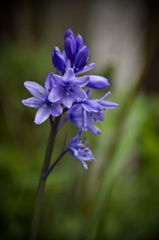 A fresh young bluebell bursting into life