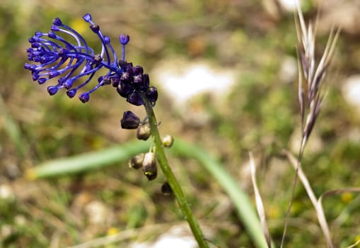 The tassel grape hyacinth is a very common sight in Malta during spring