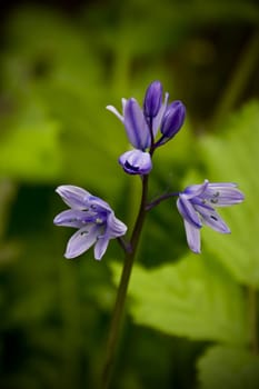 Spring gives way to summer and the bluebells bring in the sunshine