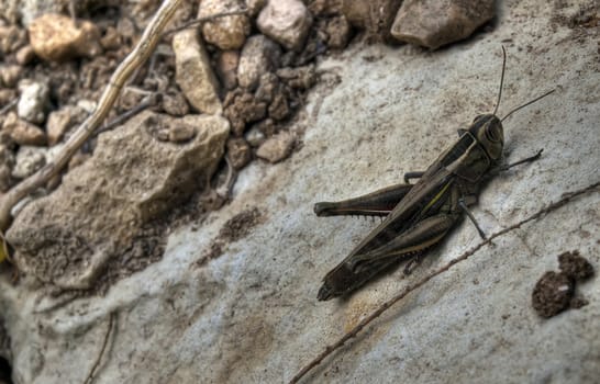 Close up photo of a White-Banded Grasshopper or Eypeprocnemis Plorans