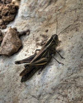 Close up photo of a White-Banded Grasshopper or Eypeprocnemis Plorans