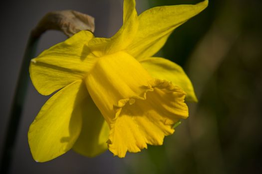 A small aphid on the edge of a gorgeous yellow daffodil