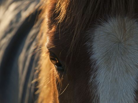 Gorgeous ginger brown horse with the sun in his eye