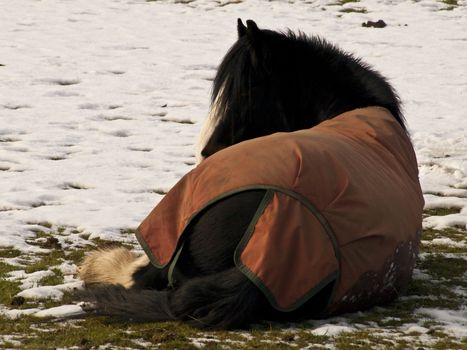 A cold and miserable horse not enjoying the brief winter snow