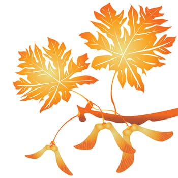 Maple tree seeds and leafs over white background