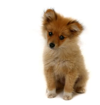Sweet Looking Pomeranian Puppy on White With Copy Space