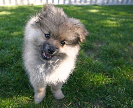 Sweet Adorable Pomeranian Puppy Looking at the Viewer With Head Tilted