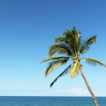 Single palm tree blowing in breeze with ocean view in Maui, Hawaii.