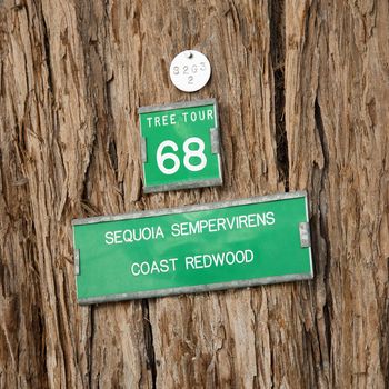 Close-up of sign on bark of California Redwood Sequoia.