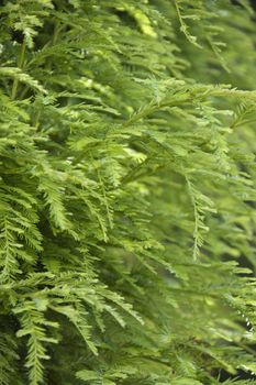 Green growth on the side of a California Redwood Sequoia.