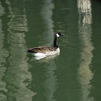 Duck floating on green lake in Sacramento, California.