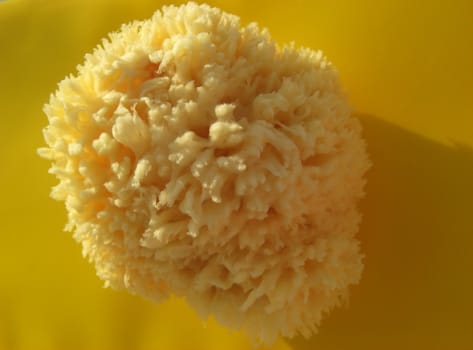 bath sponge on yellow backgrond, single object