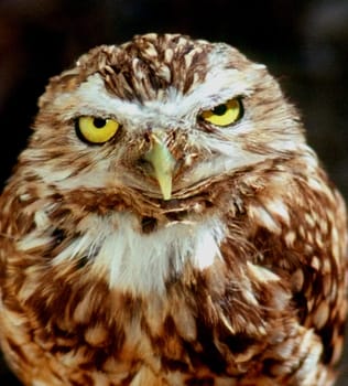 Burrowing Owl-Close up
