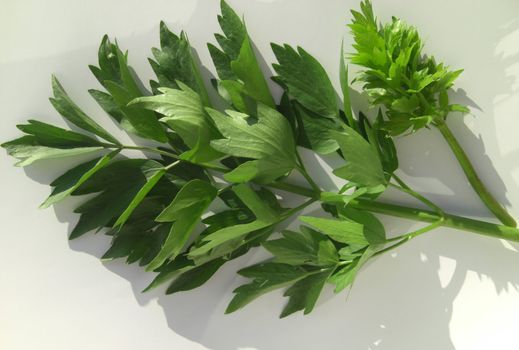 Lovage is a spice plant but also well known as medical plant. This herb is reputed to be an aphrodisiac.