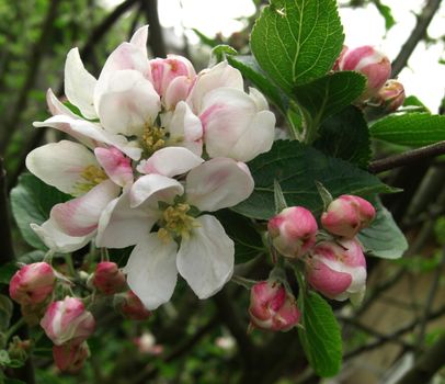 blossoms and buds of an apple tree in spring