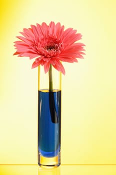 pink gerbera in vase  on yellow background
