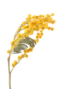 Branch of a mimosa isolated on white background